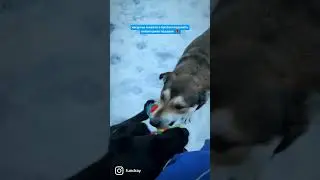 Амур и Лешка делят новогодний подарок 🎁