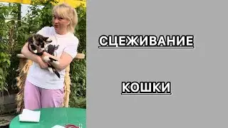 Сцеживаем кошку. Массаж мочевого пузыря. Легко и просто.#приют #cat #животные #Сцеживание