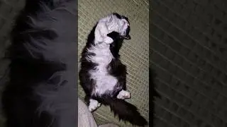 Васёк на чиле😁🐈‍⬛
