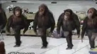 Monkey irish dancers