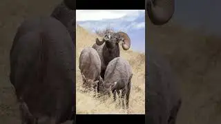 Bighorn Sheep, an iconic species of the American west. #wildlife #bighornsheep #nature