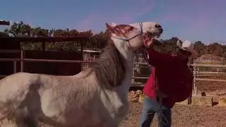 Trabajos Particulares de Manejo Natural del Caballo