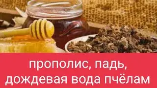 Дождевая Вода Пчёлам, Прополис, Падь. В.Г. Кашковский