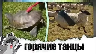 Best funny videos about animals 2019 // Funny animals to the music // Vesely Shura