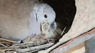 Australian Dove bird feeding her baby kids