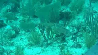 101 Dive4 4 The Pinacle - Cuttlefish Day Swimming