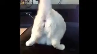 How to twerk