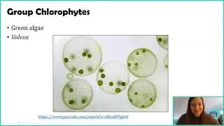 Algae
