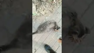 КОТ АПОЛЛОН И ПОРЯДОК