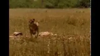 cheetah