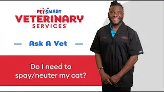 Everything You Need To Know About Cat Spaying and Neutering | PetSmart Veterinary Services