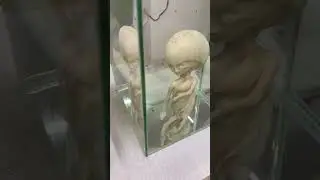 Настоящие или нет? Кунсткамера