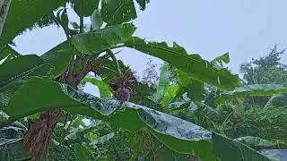raw video of rain in a banana plantation - no copy right