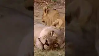 Adorable Cub Cousins Unite! 