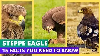 Journey into the Wild:15 Eye-Opening Facts about the Steppe Eagle!