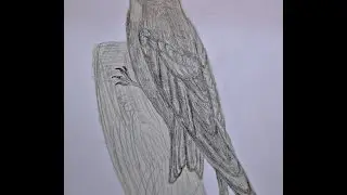 Common swift drawing. Стриж рисунок
