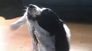 My black and white springer spaniel howling!