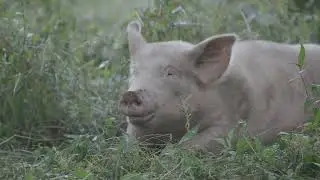 PIGS IN THE WOODLOT (SILVOPASTURE SERIES EP 6 )