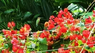 Hummingbirds-filmed by Angie Varona