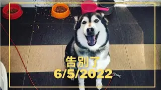 告別了我的哈士奇-Good Bye To My Husky