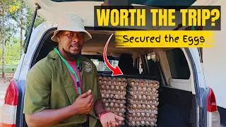Fertilized Chicken Eggs Secured ✅ | Was the Trip Worth It?