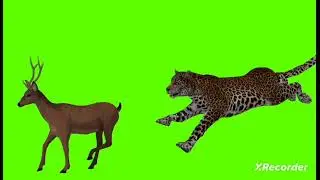 copyright free Cartoon Green Screen Animation cheetah 