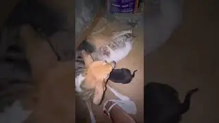 A Cachorra dando leite a Raquel Rute e Rajado #raquel #rute #rajado