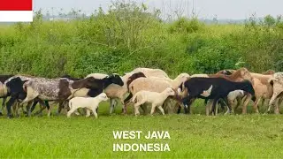 Herd of Sheeps, Lambs, Goats [4K] Kawanan Kambing Domba