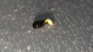 Venus flytrap Water Germination