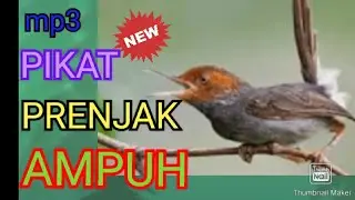 pikat prenjak gacor kepala merah ampuh || mp3
