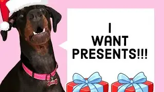 Storms Christmas Presents!! 🤫 Don’t let her see!! 🎄 #doberman #christmas #puppy #dog