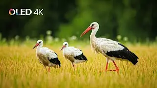 High Quality  forest White stork  12K 8K 4K HDR  ULTRA HD 4K / 8K TV / 12K TV Samsung TV , LG TV ,