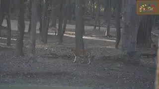 Evening Tiger Sighting | Kanha National Park