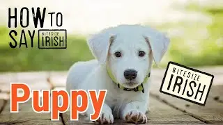 How to say Puppy in Irish #bitesizeirish