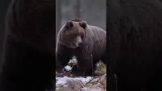 ВМЕСТЕ СИЛА 