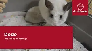 Chinchilla Dodo