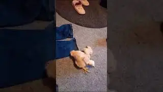 Учим ходить орла 