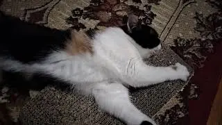 Funny and furry Masha cat's sleeping on the back