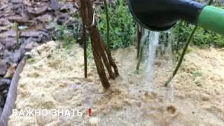 💙💜Правильный подбор мульчи для голубики
