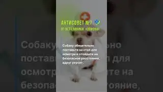 Антисовет 7 от ветклиники "Эпиона"
