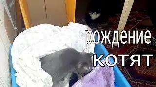 МАРКИЗ СЛЕДИТ ЗА РОЖДЕНИЕМ КОТЯТ.