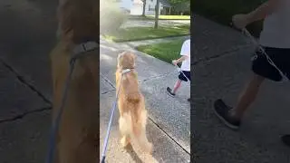 Just a lovely stroll with 7 dogs! 😅🐾 #goldenretriever #dogmom #dogparty #dogbirthday #dogwalk