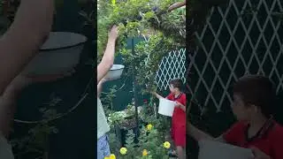 Мои помощники ❤️ собирают сливу🧚🏻‍♀️🦋🕊️🌿🎉