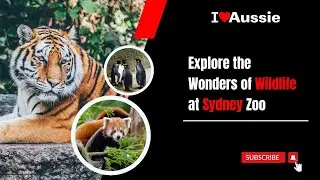 Sydney Zoo | Explore the Wonders of Wildlife | I Luv Aussie