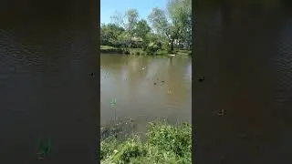 Целое семейство приплыло хлебушком поживиться😂