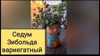 Виды суккулентов. Уличные суккуленты дома