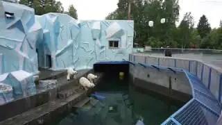Белые медвежата Норди и Шайна играют
