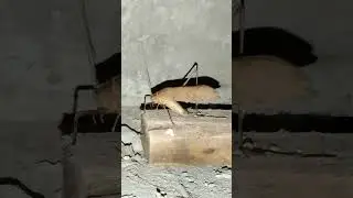 ternyata hewan inilah yang sering kita dengar berbunyi di malam hari
