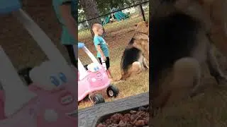 Kid is concerned about his dog, but can't hold back his own gag reflex!