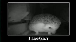 Ёжик НЕ Чихнул